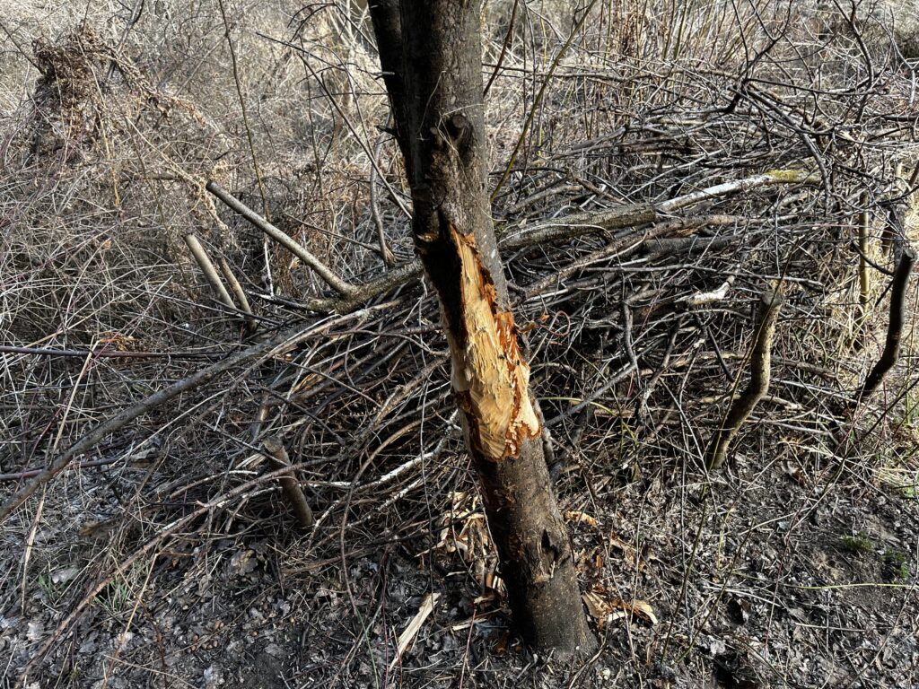 Beaver's work of art