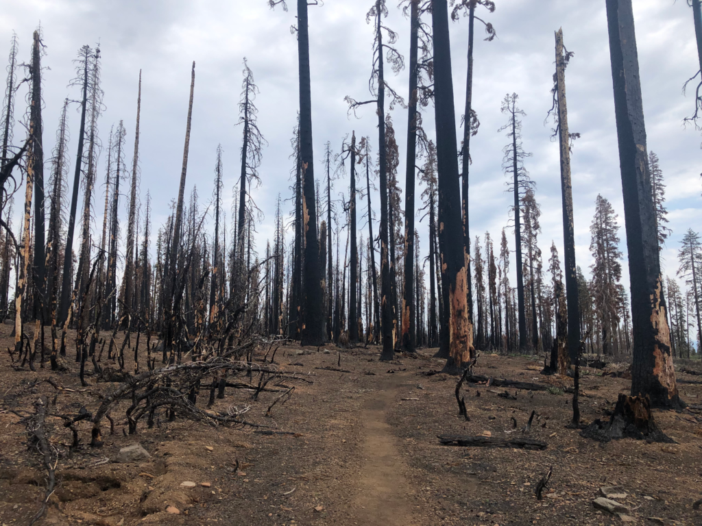 Dixie wildfire aftermath Dixie wildfire aftermath