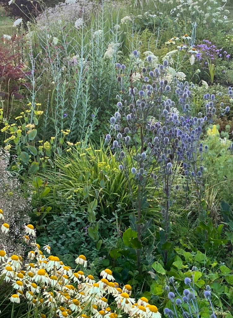Diversity in your first garden Diversity of plants matters in your first garden