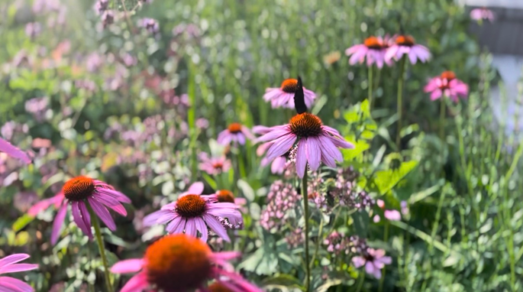 Diversity in the garden is visually appealing