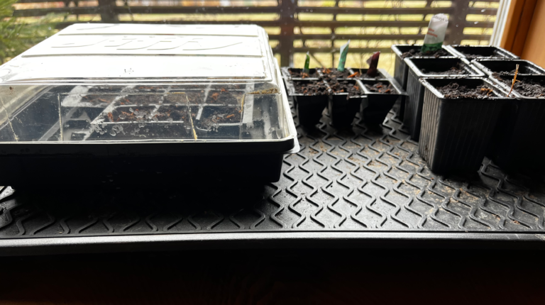 10 March Garden To Do List items in Zone 5