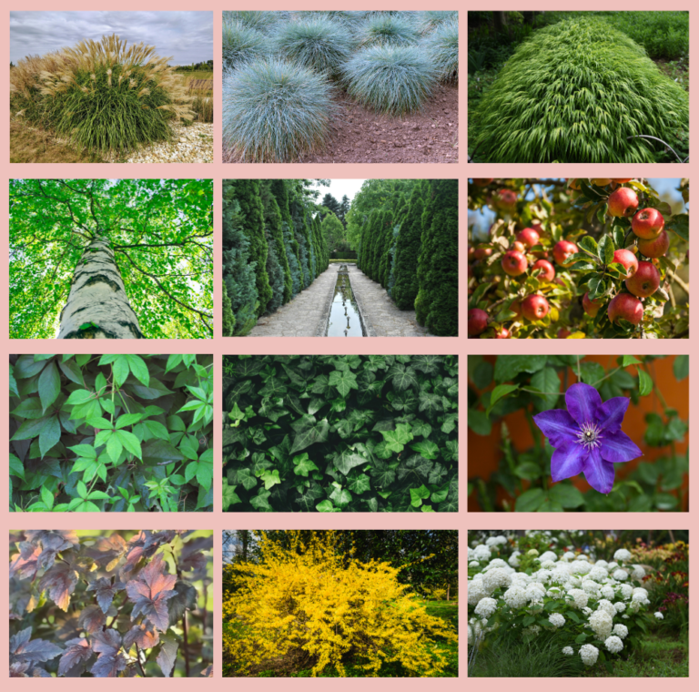 40 Best Perennial Plants to Hide Ugly Views
