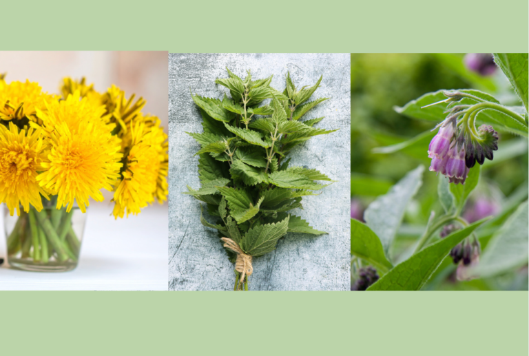 3 Natural Fertilizers You Can Make From Plants in Your Garden
