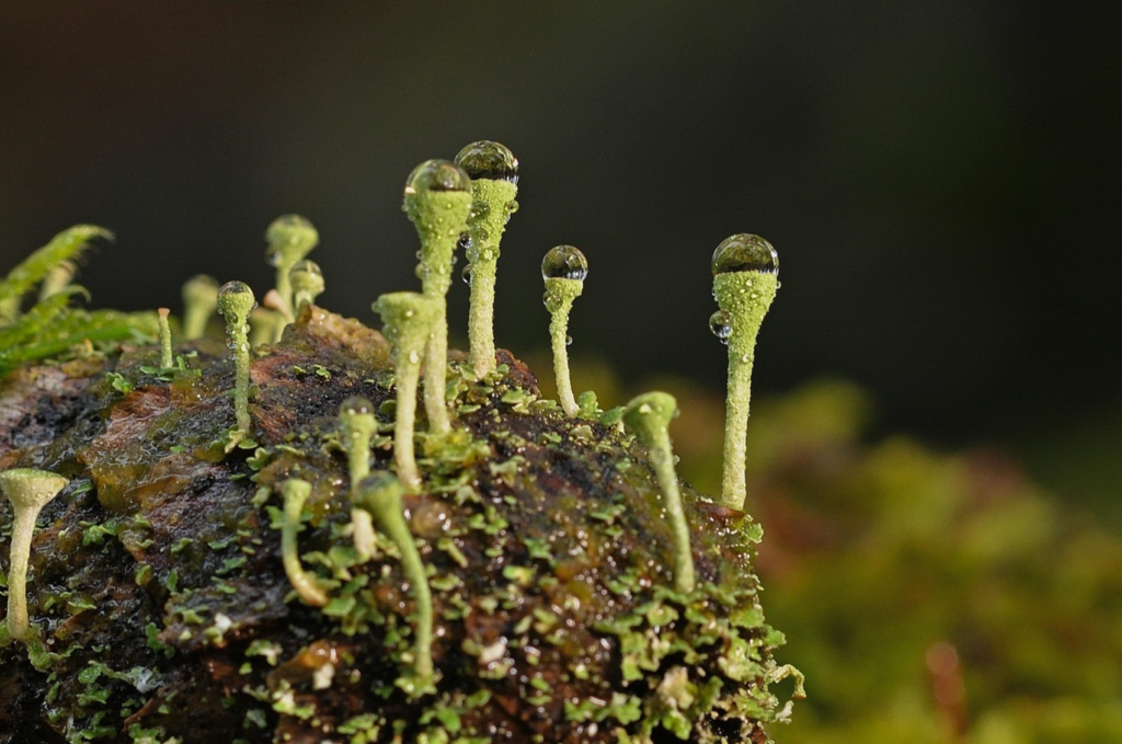 Lichen