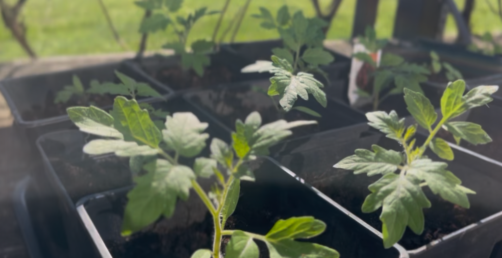 my tomatoes