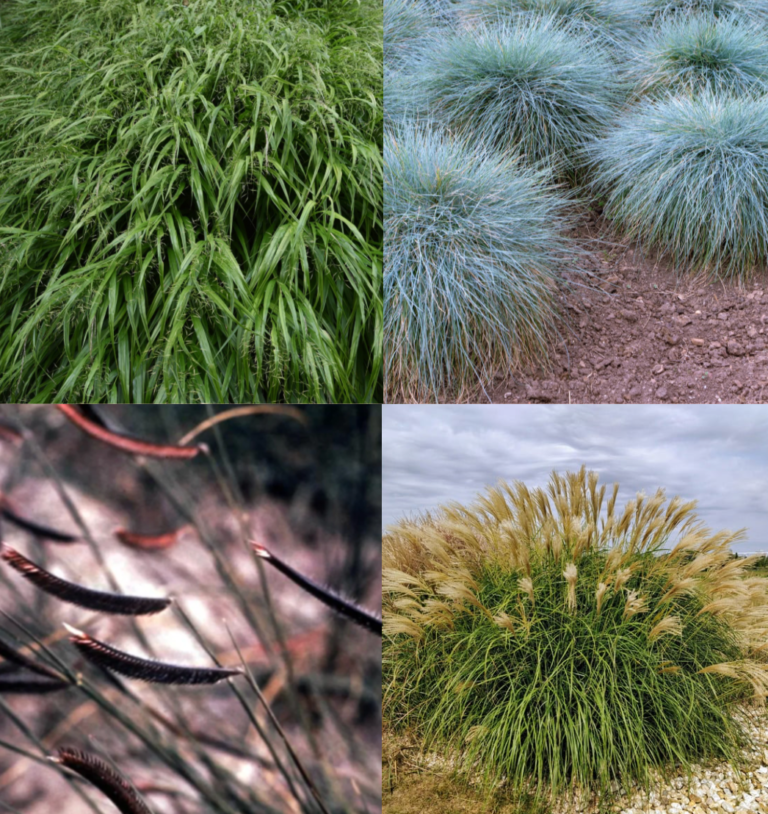 7 Perennial Grasses to Hide Ugly Views