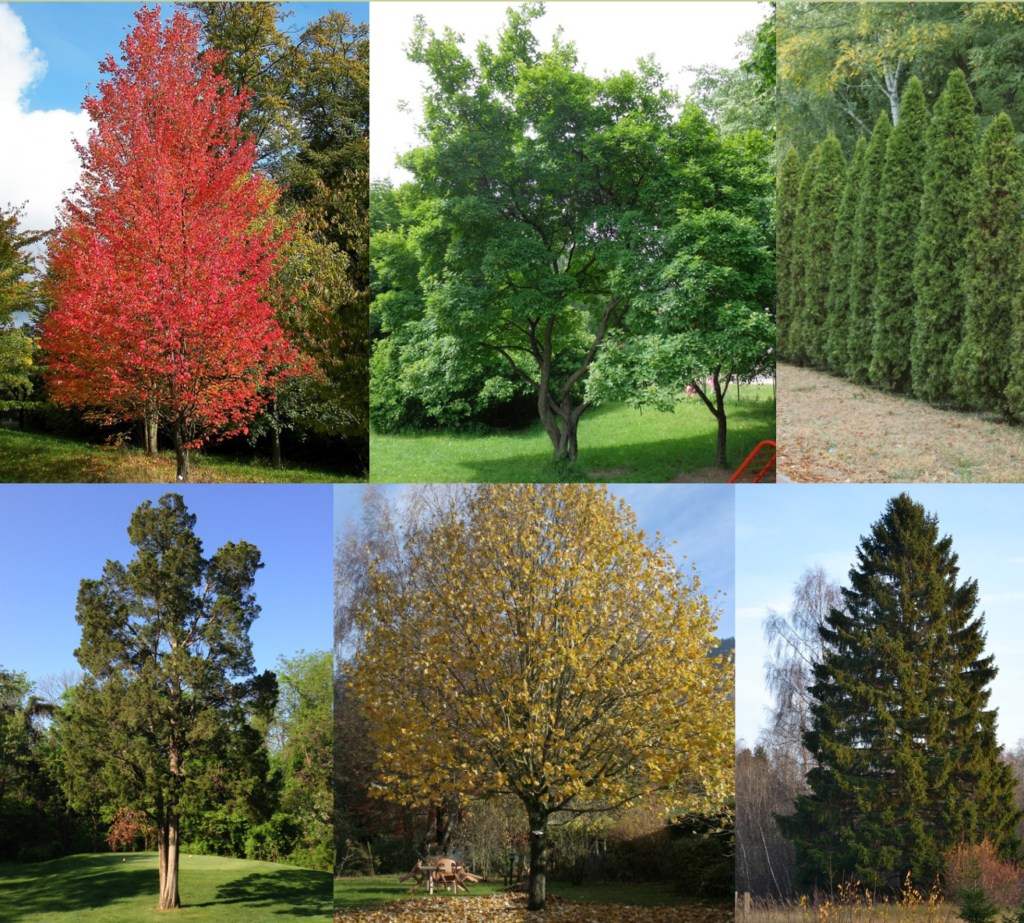 Plants to hide ugly views: Trees