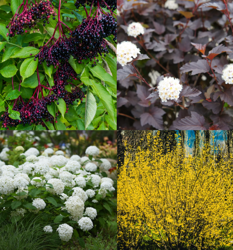 8 Best Shrubs to Hide Ugly Views