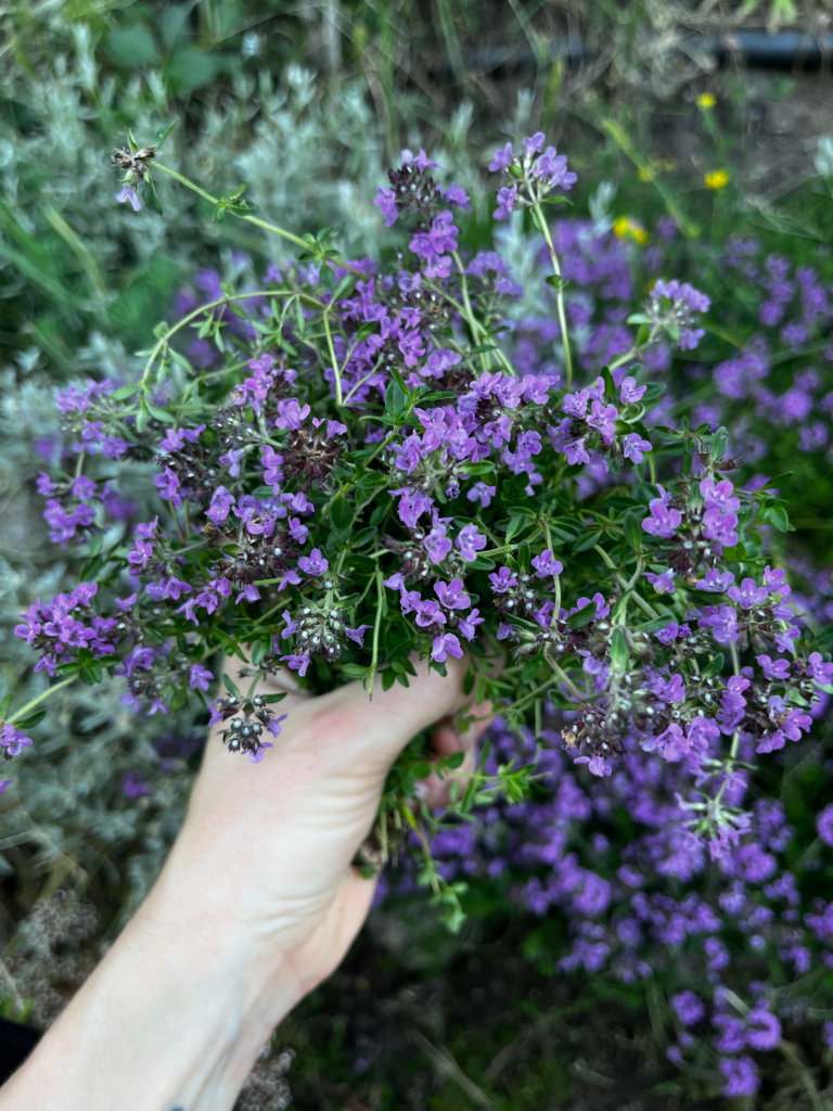 July Gardening To Do List