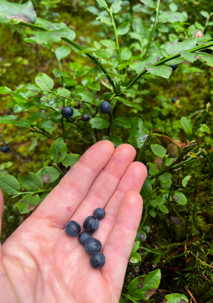 FOraging in July - blueberries.