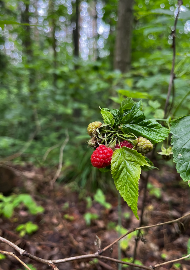 Foraging in July - raspberries.