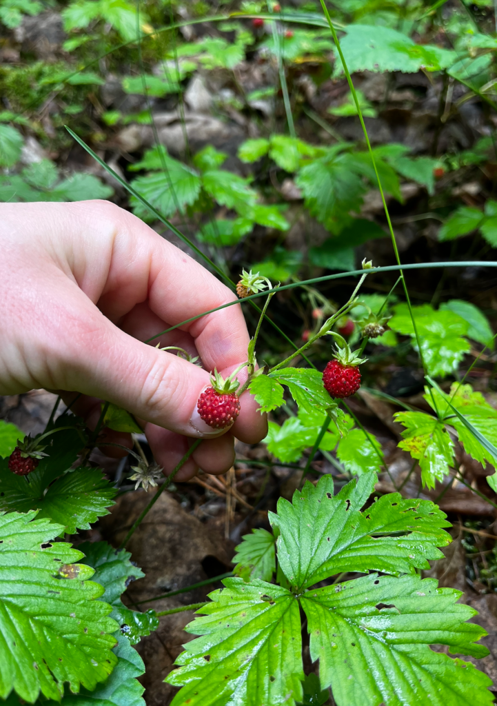Foraging in July - strawberries.