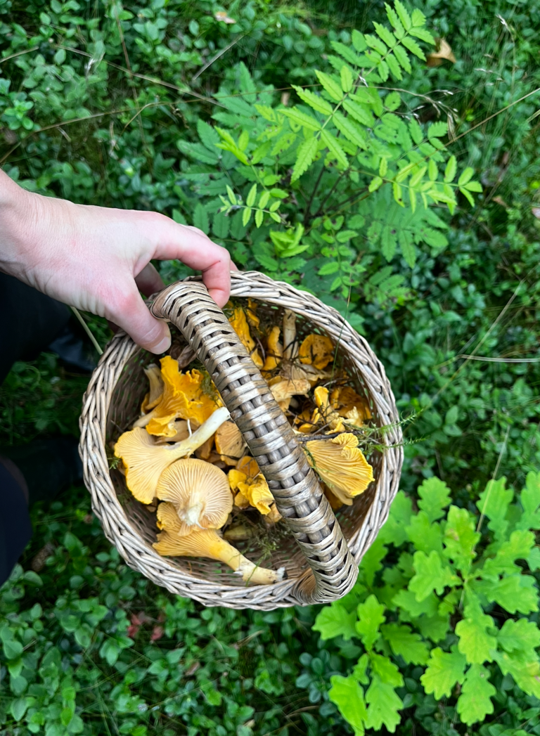 Mushroom picking