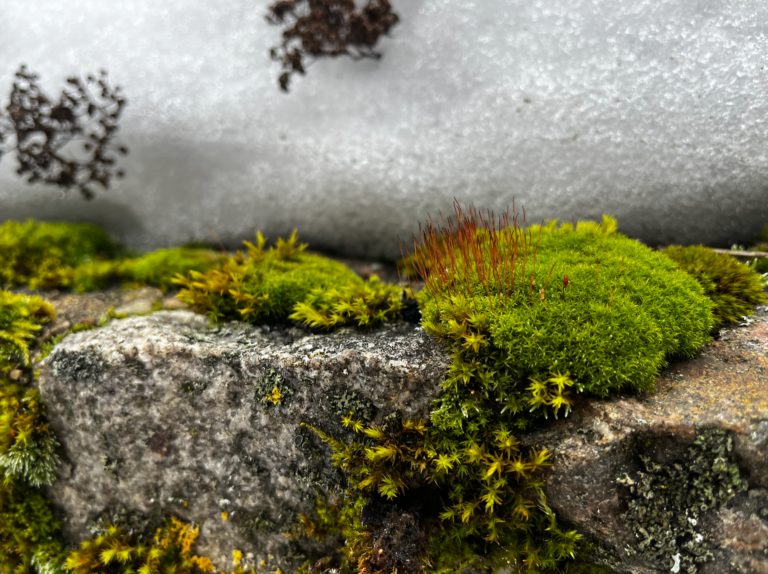 Do Moss Cocktails Work?